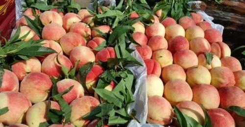 平谷大桃滯銷變暢銷花椒直播成農(nóng)產(chǎn)品銷售新方式