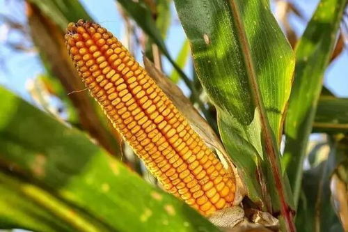 生活中有哪些食物來自于植物